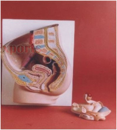 HUMAN FEMALE REPRODUCTIVE SYSTEM